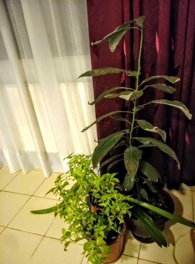 Cozy Downtown Oasis Apartment Bukares Bagian luar foto